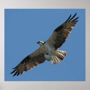 Affiche Osprey Raptor Bird & Halibut Fish Imprimer