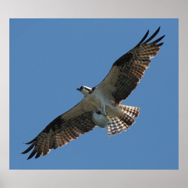 Affiche Osprey Raptor Bird & Halibut Fish Imprimer (Devant)