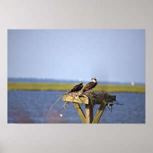 Affiche Ospreys dans le nid Photo