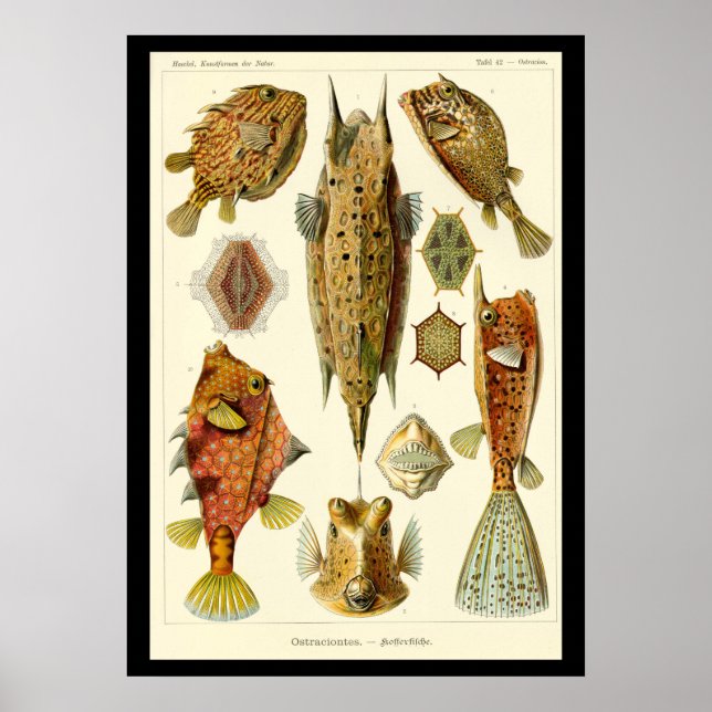 Affiche "Ostraciontes" d'Ernst Haeckel (Devant)