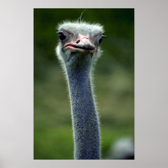 Affiche Ostrich (Devant)