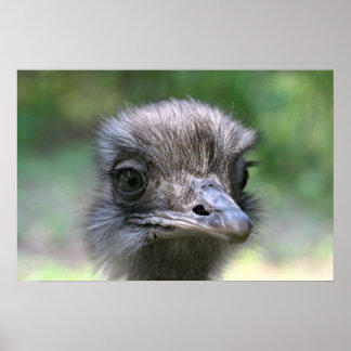 Affiche Ostrich