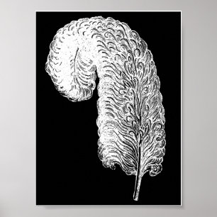 Affiche Ostrich Feather Print