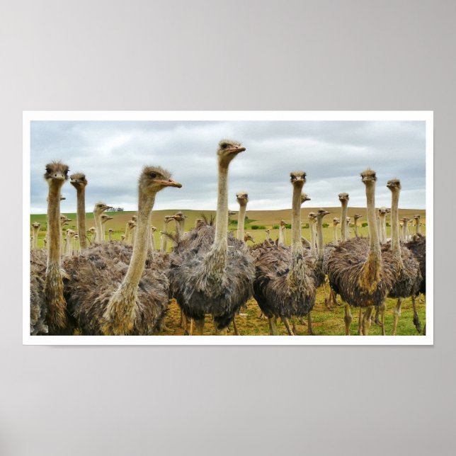 Affiche Ostriches dans un champ (Devant)