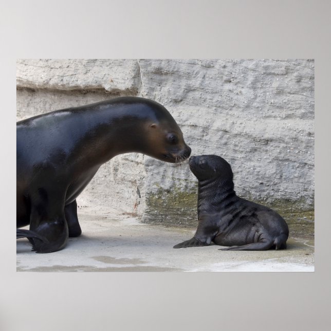 Affiche Otaria flavescens (Devant)