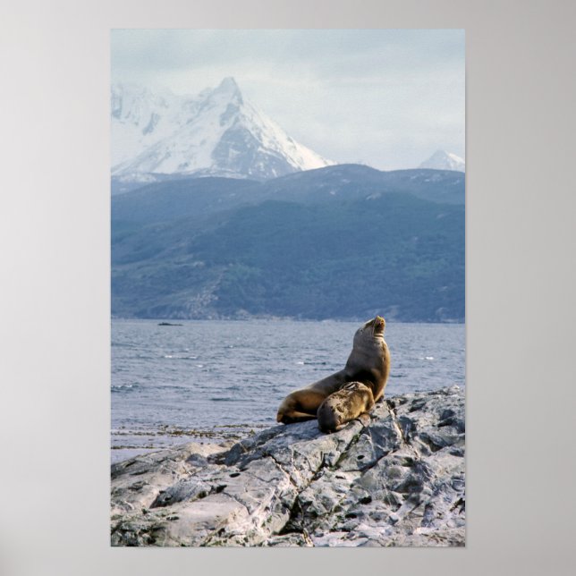 Affiche Otaries dans le canal Beagle - Argentine (Devant)