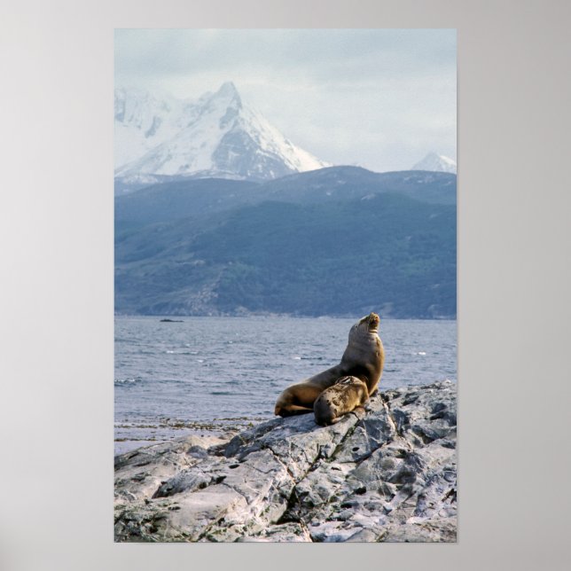Affiche Otaries dans le canal de Beagle - Argentine (Devant)