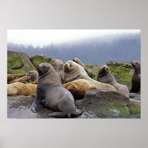 Affiche Otaries de Steller - Tirages d'art