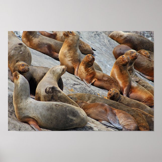 Affiche Otaries en Patagonie, Chili (Devant)