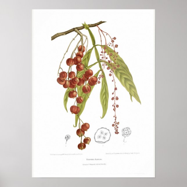 Affiche Otorpha alata (Devant)