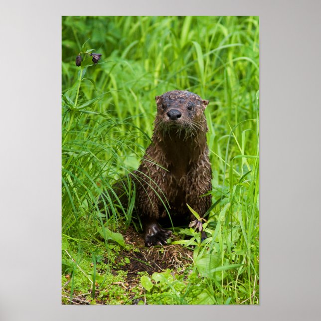 Affiche Otter (Devant)