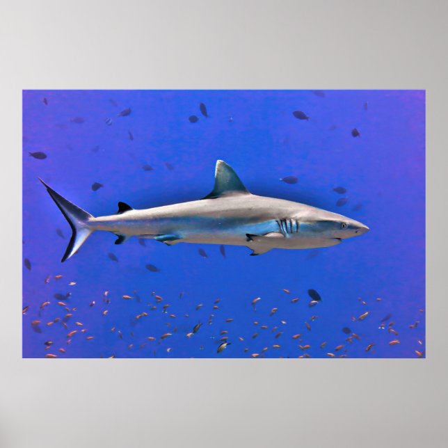 Affiche Otto (Devant)