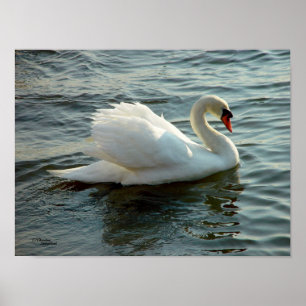 Affiche ou copie de cygne observée par bleu