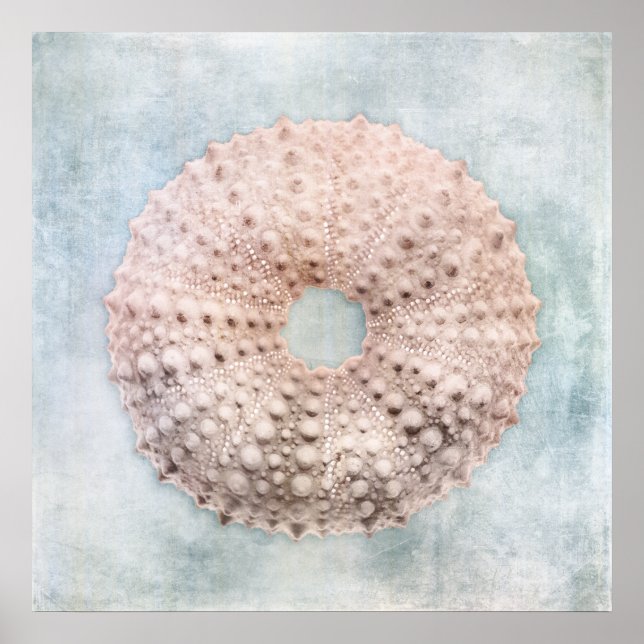 Affiche Ourchine marine Peinture de crème bleu côtier en d (Devant)