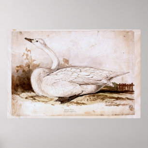 Affiche Ourpateur cygne (cygnus cygnus) 1835, Lear, Edward