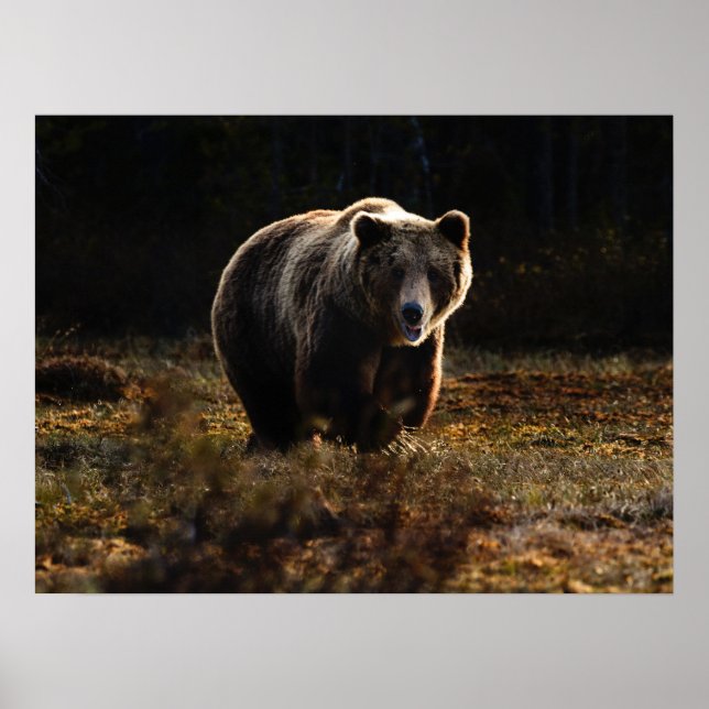 Affiche Ours (Devant)