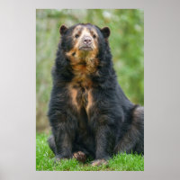 Ours andin gracieux en habitat luxuriant