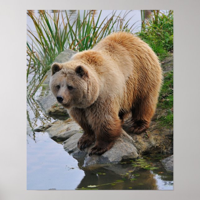 Affiche Ours au bord d'un lac (Devant)