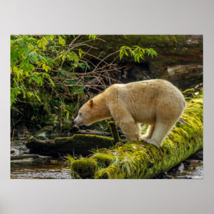 Affiche Ours blanc