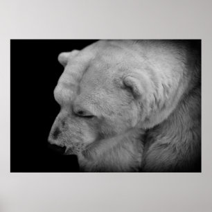 Affiche Ours blanc