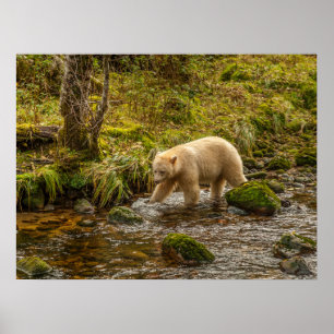 Affiche Ours blanc cherche des poissons dans le ruisseau R