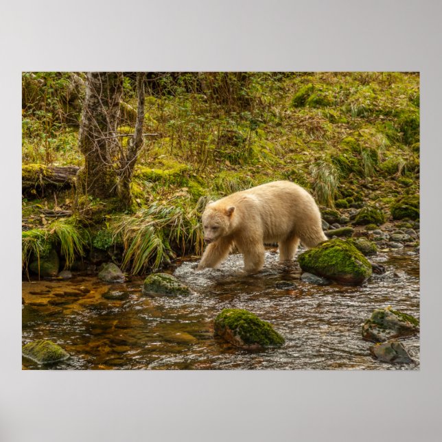 Affiche Ours blanc cherche des poissons dans le ruisseau R (Devant)