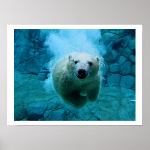 Affiche Ours blanc dans l'eau