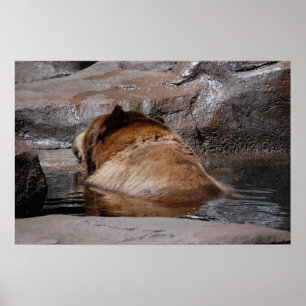 Affiche Ours Brown