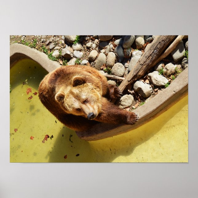 Affiche ours Brown (Devant)