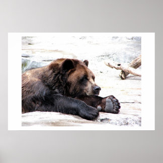 Affiche Ours Brown