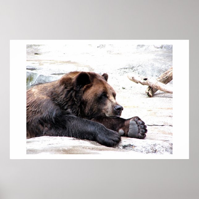 Affiche Ours Brown (Devant)