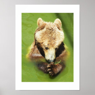 Affiche Ours Brown dans l'eau