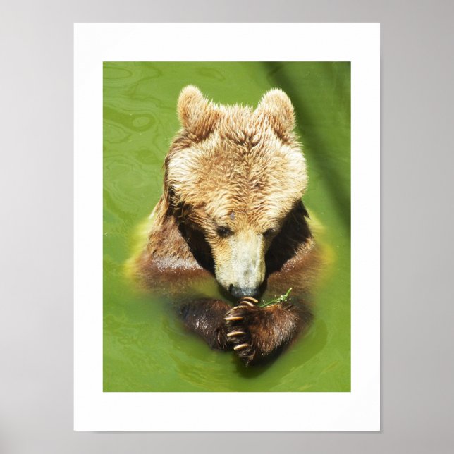 Affiche Ours Brown dans l'eau (Devant)