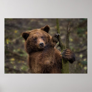 Affiche Ours Brown Toutes Les Presses Et Les Clignotements