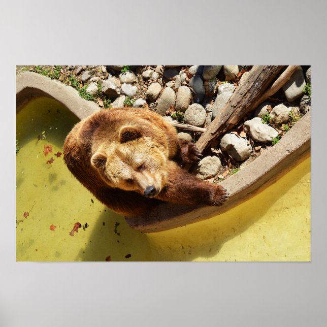Affiche Ours brun (Devant)