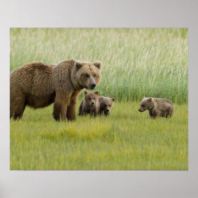 Affiche Ours brun d'Alaska femelle et trois oursons, Ursus (Devant)