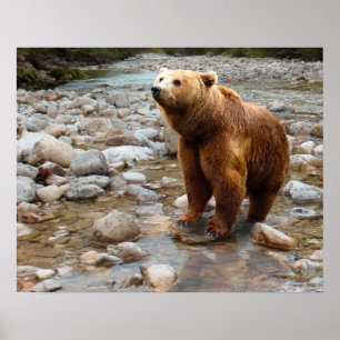 Affiche Ours brun dans le ruisseau