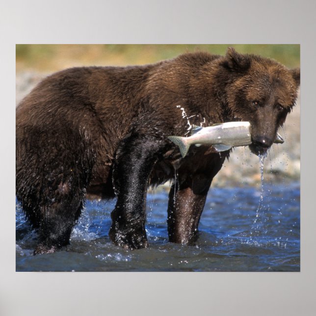 Affiche Ours brun, grizzly, avec prise de saumon, (Devant)