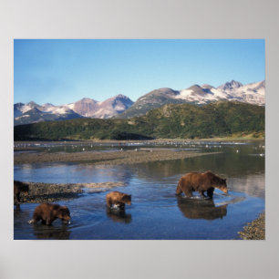 Affiche Ours brun, grizzly, truie et oursons dans