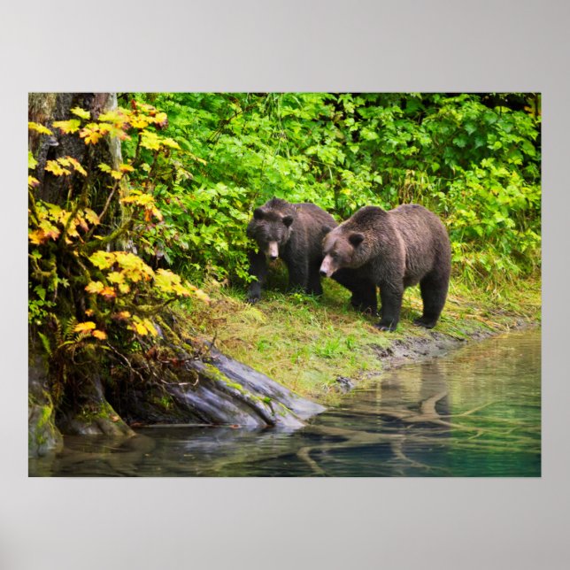 Affiche Ours brun & ourson | Hyder, Alaska (Devant)