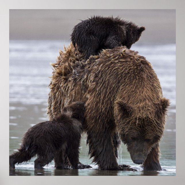 Affiche Ours brun | Parc national du lac Clark (Devant)