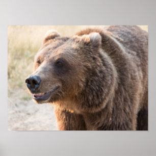 Affiche Ours brun souriant