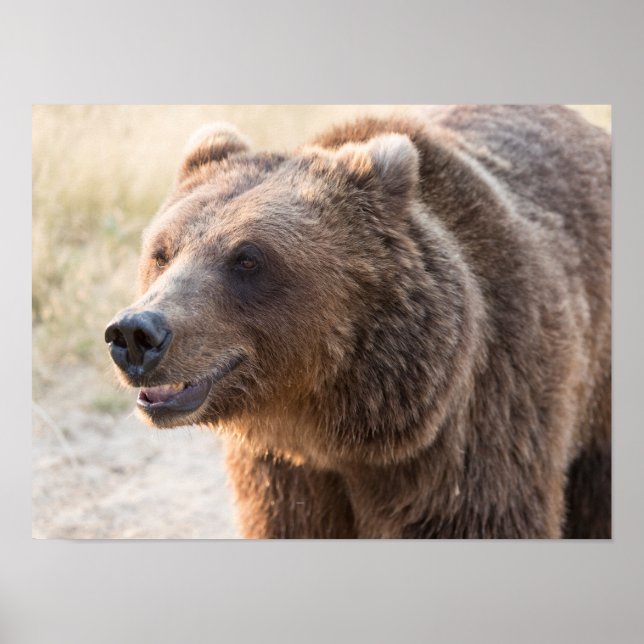 Affiche Ours brun souriant (Devant)