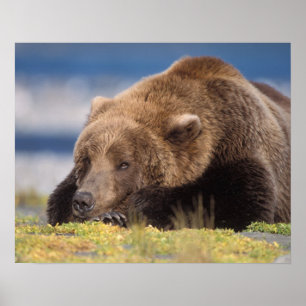 Affiche ours brun, Ursus arctos, grizzli, Ursus 8