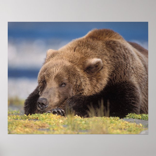 Affiche ours brun, Ursus arctos, grizzli, Ursus 8 (Devant)