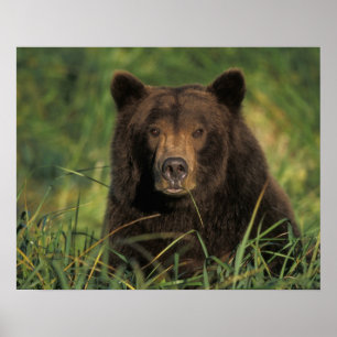 Affiche ours brun, Ursus arctos, grizzli, Ursus 9