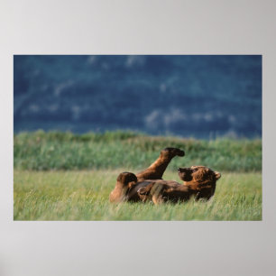 Affiche Ours bruns en train de jouer, Ursus arctos, Alaska