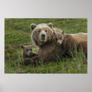 Affiche Ours bruns oursons câlinant leur mère