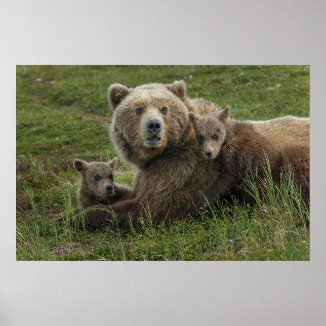 Affiche Ours bruns oursons câlinant leur mère (Devant)