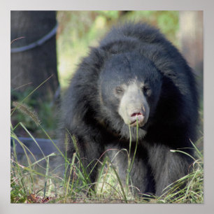 Affiche Ours de fentes